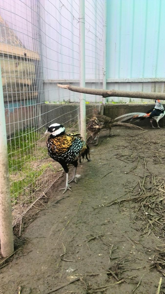 Коттедж «На Птичи»