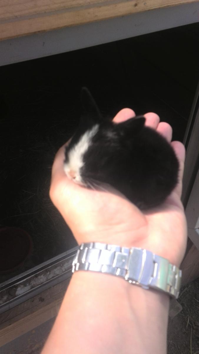Коттедж «На Птичи»